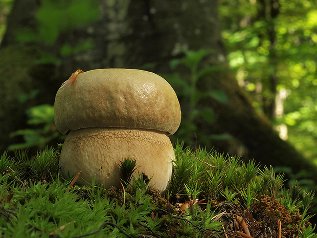 hríb dubový Boletus reticulatus Schaeff.