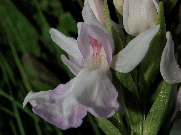 vstavačovec škvrnitý sedmohradský Dactylorhiza maculata subsp. transsilvanica (Schur) Soó