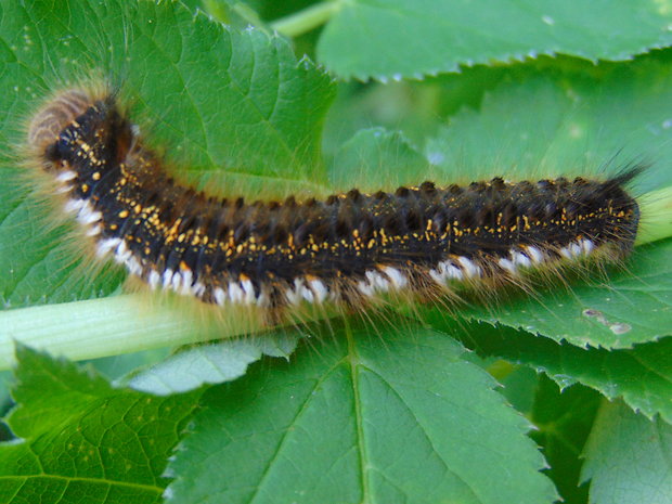 priadkovec trávový  Euthrix potatoria