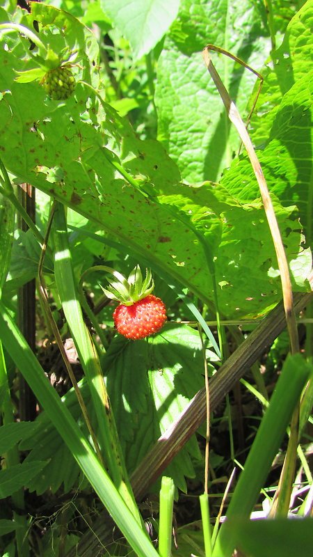 jahoda obyčajná Fragaria vesca L.