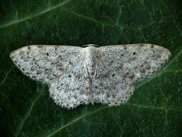 piadica čremchová (sk) / žlutokřídlec střemchový (cz) Idaea seriata Schrank, 1802