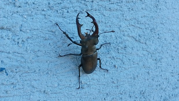 roháč veľký Lucanus cervus