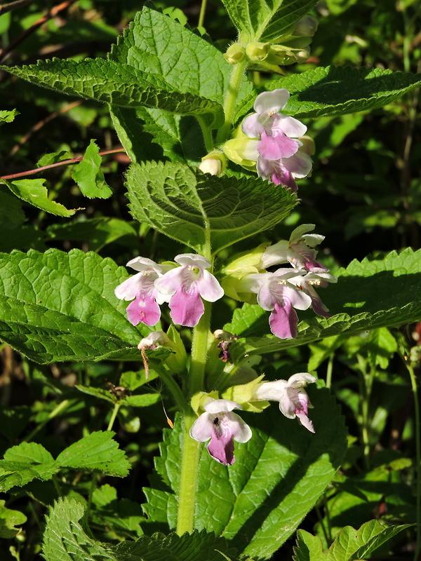 medúnka medovkolistá Melittis melissophyllum L.