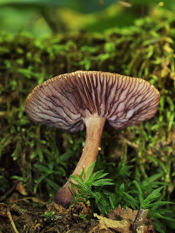 prilbička zúbkovaná Mycena pelianthina (Fr.) Quél.