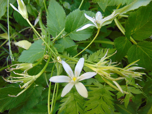 bledavka okolíkatá Ornithogalum umbellatum L