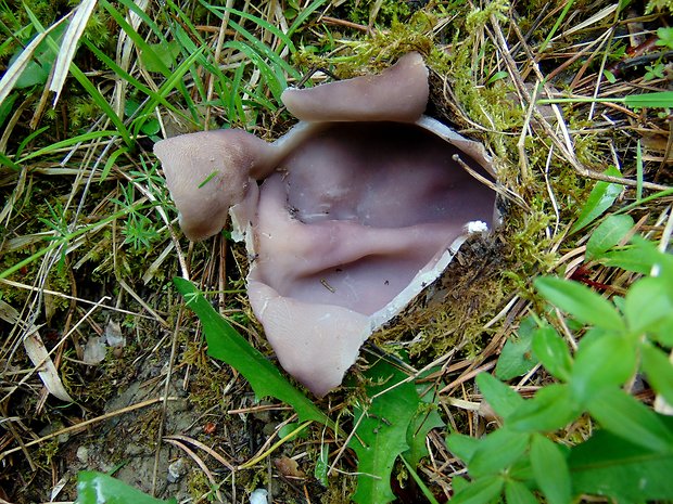 tulipánovka fialová Sarcosphaera coronaria (Jacq.) J. Schröt.