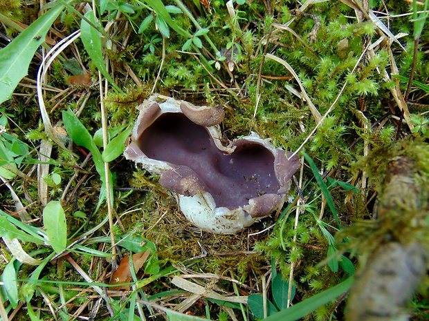 tulipánovka fialová Sarcosphaera coronaria (Jacq.) J. Schröt.