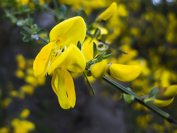 prútnatec metlovitý Sarothamnus scoparius (L.) Wimm. ex W. D. J. Koch