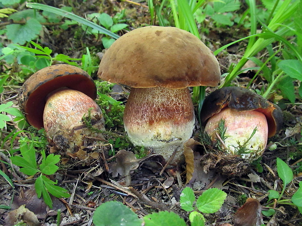 hríb zrnitohlúbikový Sutorius luridiformis (Rostk.) G. Wu & Zhu L. Yang