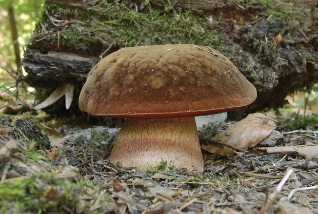 hríb zrnitohlúbikový Sutorius luridiformis (Rostk.) G. Wu & Zhu L. Yang