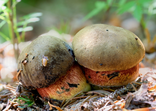 hríb zrnitohlúbikový Sutorius luridiformis (Rostk.) G. Wu & Zhu L. Yang