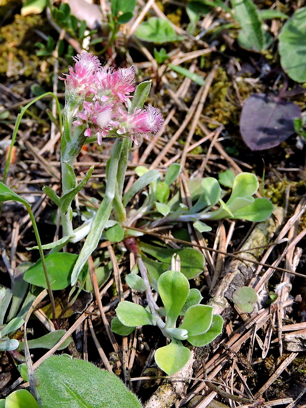 plešivec dvojdomý Antennaria dioica (L.) Gaertn.