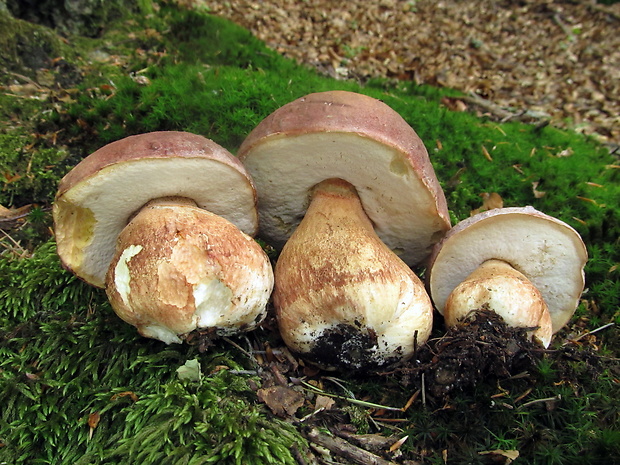 hríb sosnový Boletus pinophilus Pil. et Dermek in Pil.