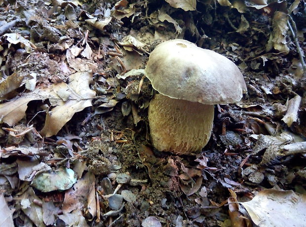 hríb dubový Boletus reticulatus Schaeff.