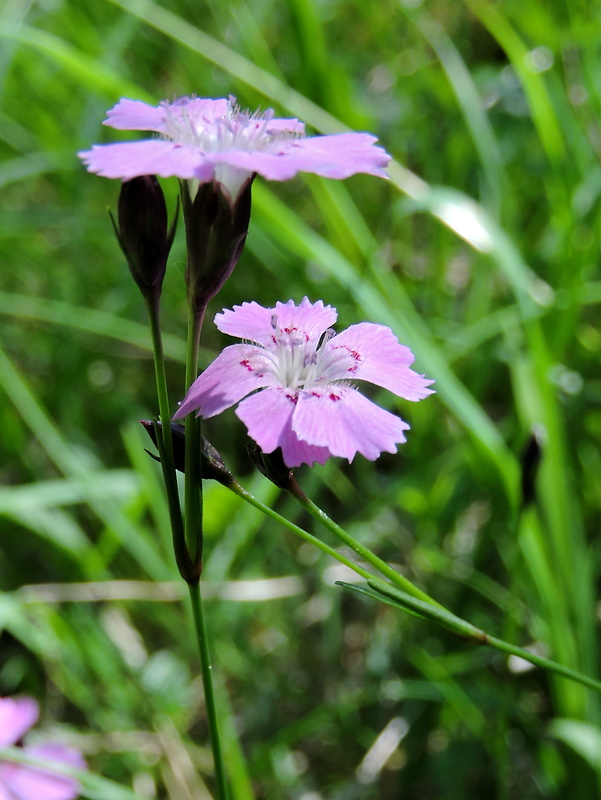 klinček lesklý Dianthus nitidus Waldst. et Kit.