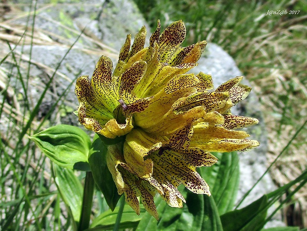 horec bodkovaný Gentiana punctata L.