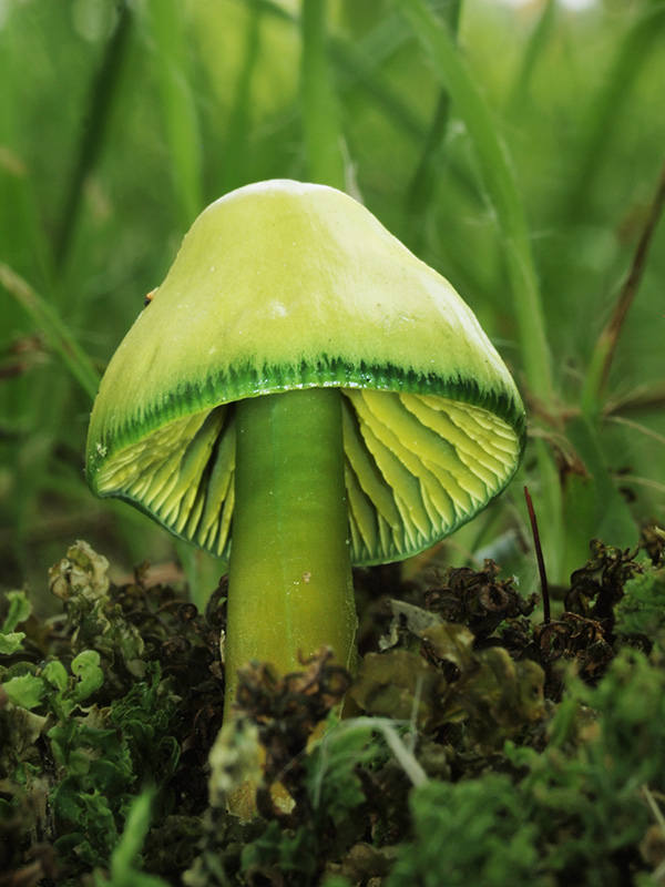 lúčnica žltozelená Gliophorus psittacinus (Schaeff.) Herink