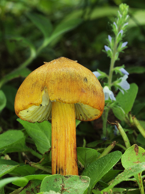 lúčnica kužeľovitá Hygrocybe conica (Schaeff.) P. Kumm.