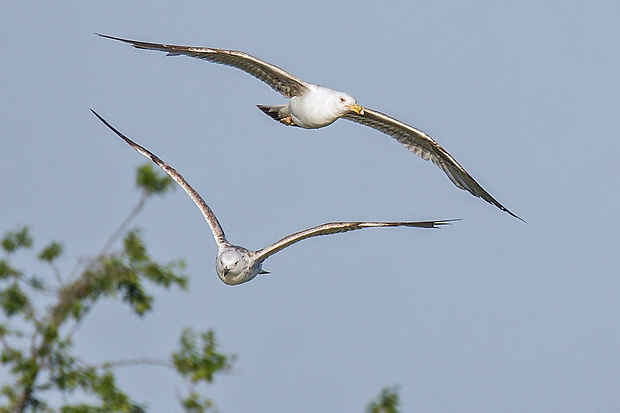 čajka bielohlavá Larus cf. cachinnans