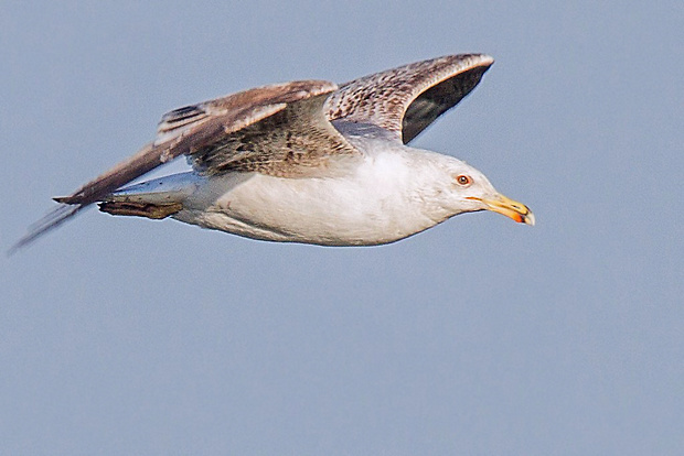 čajka bielohlavá Larus cf. cachinnans