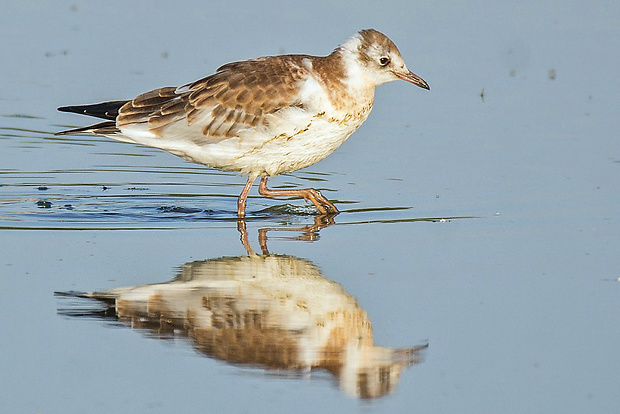 čajka smejivá  Larus ridibundus