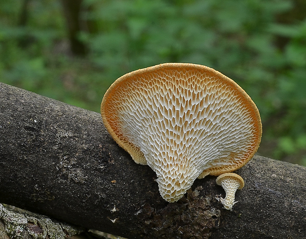 trúdnik veľkopórový Neofavolus alveolaris (DC.) Sotome & T. Hatt.