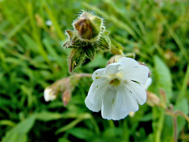 silenka biela pravá Silene latifolia subsp. alba (Mill.) Greuter et Burdet