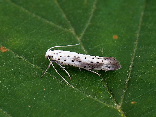 priadzovec slivkový Yponomeuta irrorella