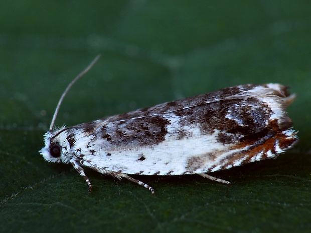 obaľovač bielohrudný (sk) / obaleč hákový (cz) Ancylis laetana Fabricius, 1775