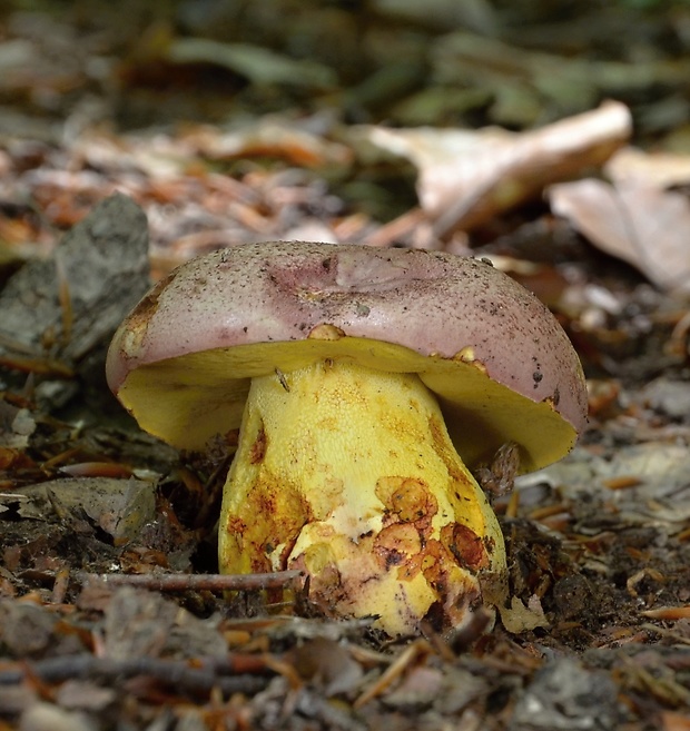 hríb kráľovský Butyriboletus regius (Krombh.) D. Arora & J.L. Frank