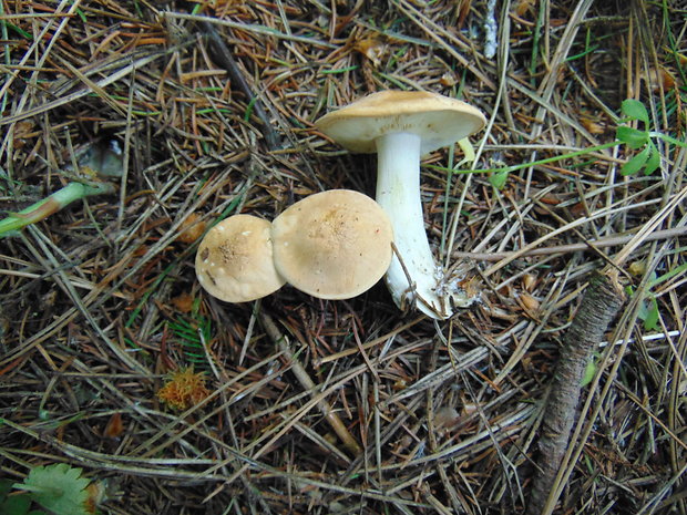 čírovnica májová Calocybe gambosa (Fr.) Donk