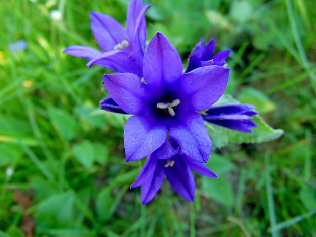 zvonček klbkatý Campanula glomerata agg. L.