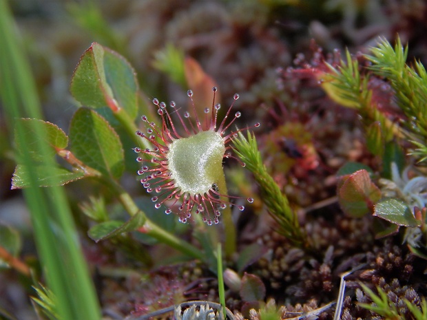 rosička okrúhlolistá Drosera rotundifolia L.