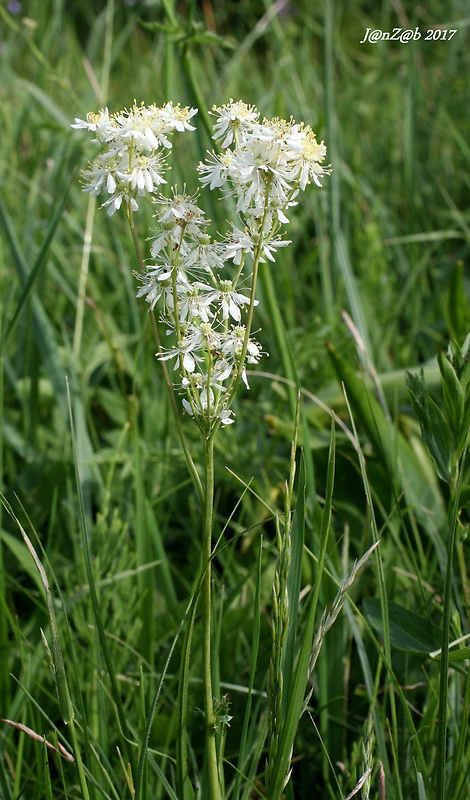 túžobník obyčajný Filipendula vulgaris Moench