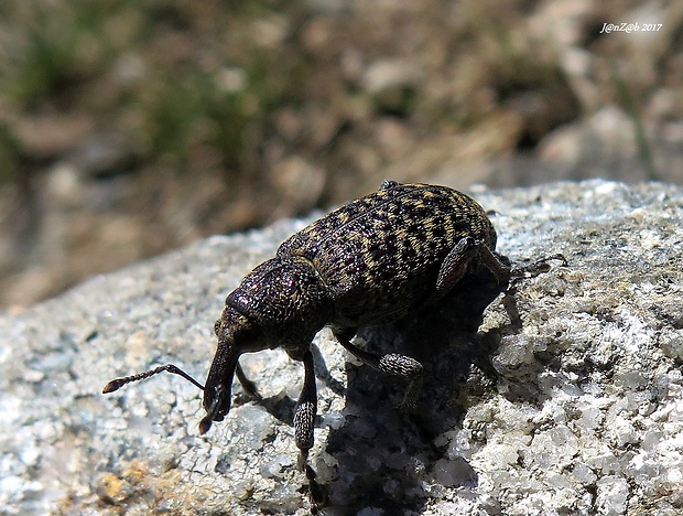 tvrdoň smrekovcový  Hylobius excavatus Laicharting, 1781