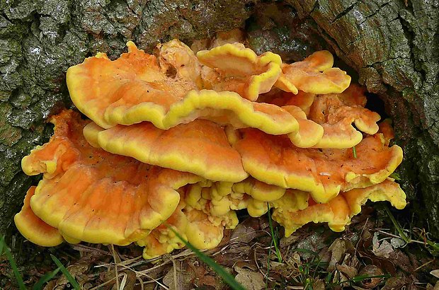 sírovec obyčajný Laetiporus sulphureus  (Bull.) Murrill