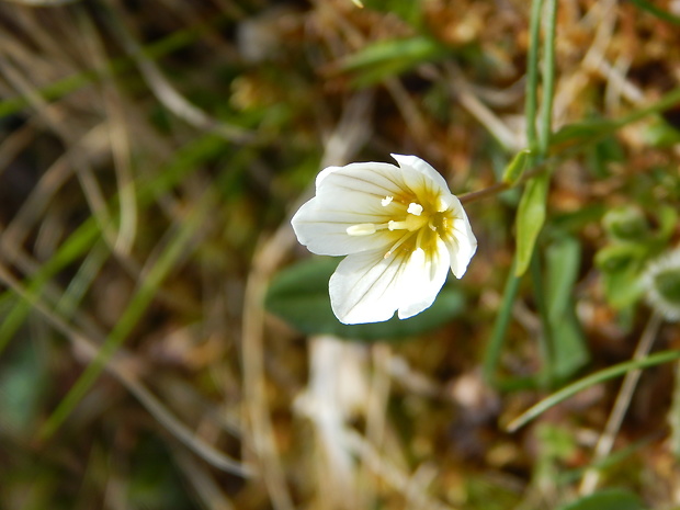 ľaľujka neskorá Lloydia serotina (L.) Rchb.