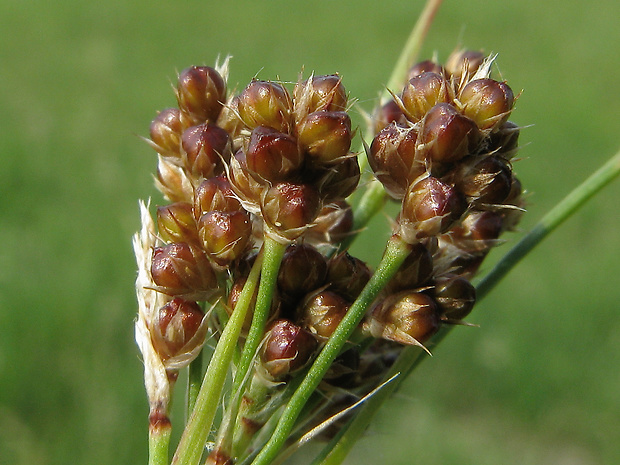 chlpaňa mnohokvetá Luzula multiflora (Ehrh.) Lej.