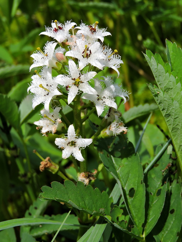 vachta trojlistá Menyanthes trifoliata L.