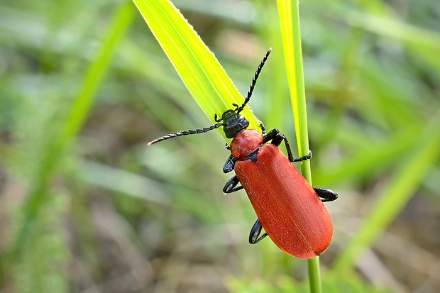 červenáček ohnivý Pyrochroa coccinea