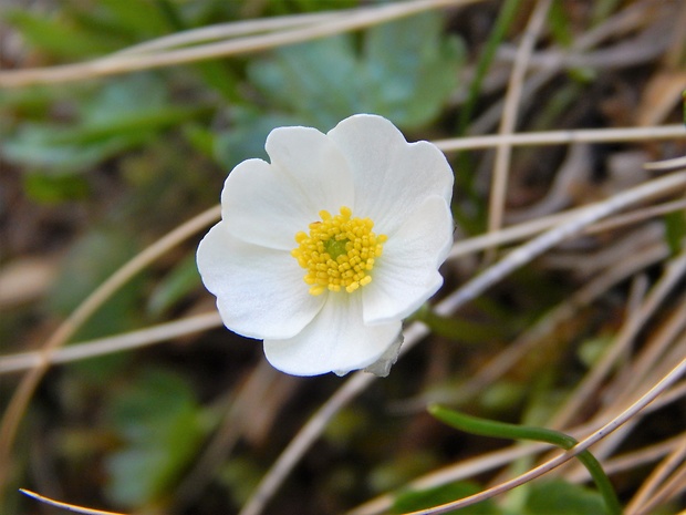 iskerník alpínsky Ranunculus alpestris L.