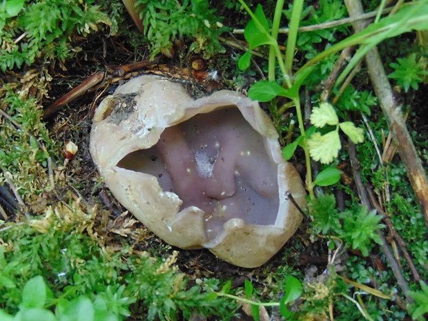 tulipánovka fialová Sarcosphaera coronaria (Jacq.) J. Schröt.