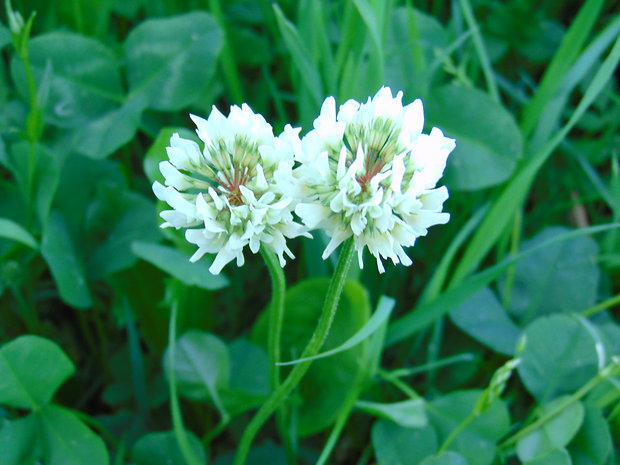 ďatelina plazivá Trifolium repens L.