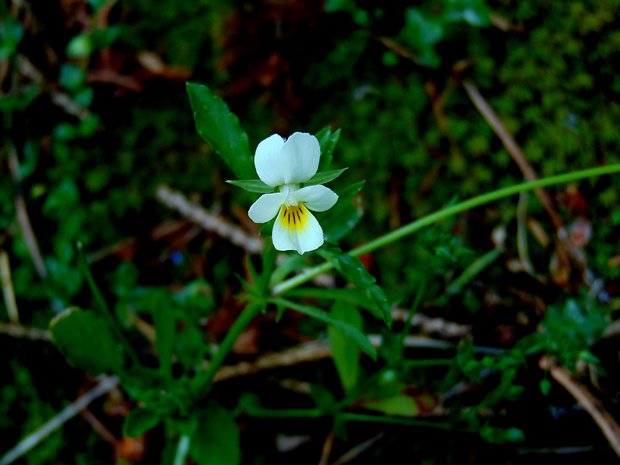 fialka roľná Viola arvensis Murray