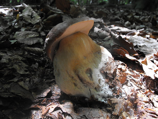 hríb dubový Boletus reticulatus Schaeff.