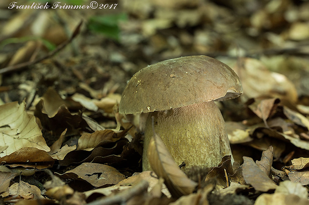 hríb dubový Boletus reticulatus Schaeff.