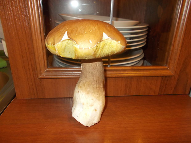 hríb dubový Boletus reticulatus Schaeff.