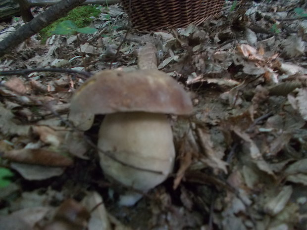 hríb dubový Boletus reticulatus Schaeff.