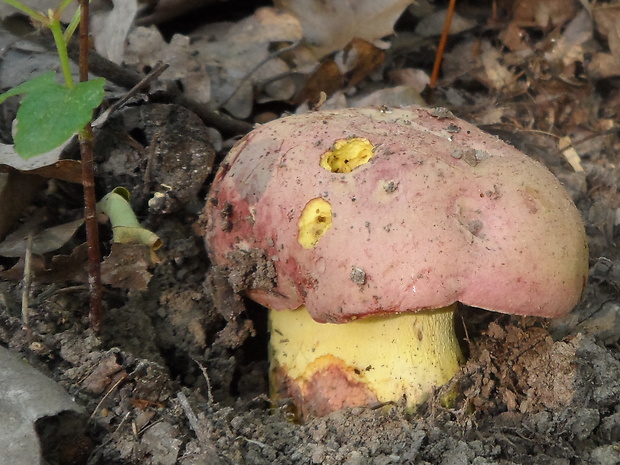 hríb kráľovský Butyriboletus regius (Krombh.) D. Arora & J.L. Frank