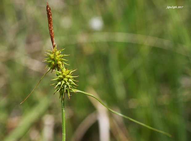 ostrica šupinatoplodá Carex lepidocarpa Tausch